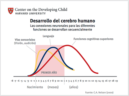 Gráfico del Center on the Developing Child de Harvard University: Desarrollo del cerebro humano